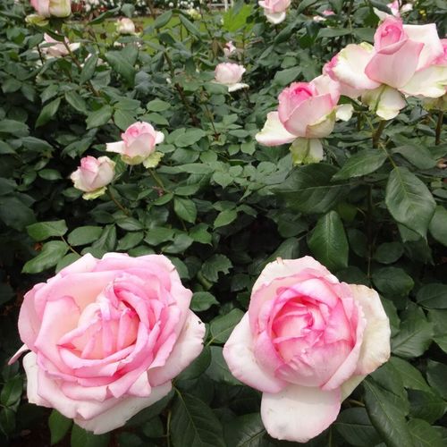 Krémově bílá s růžovým nádechem - Stromkové růže, květy kvetou ve skupinkách - stromková růže s keřovitým tvarem koruny